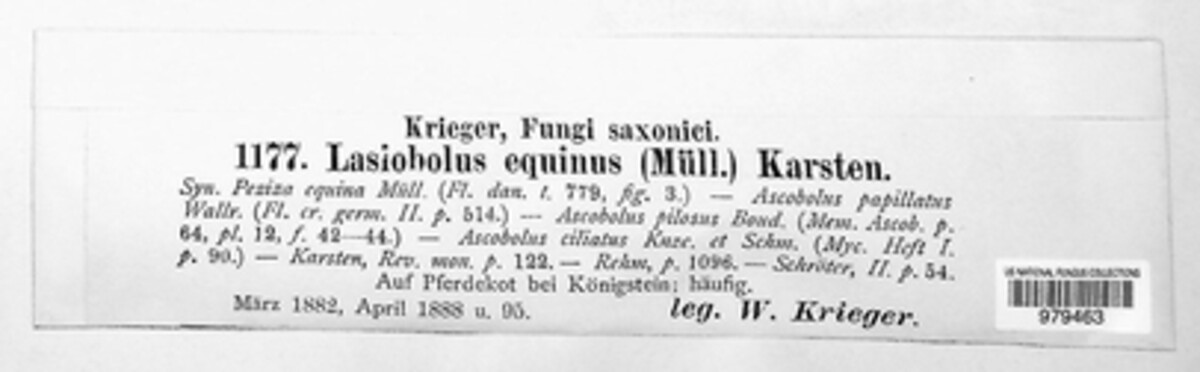 Lasiobolus papillatus image
